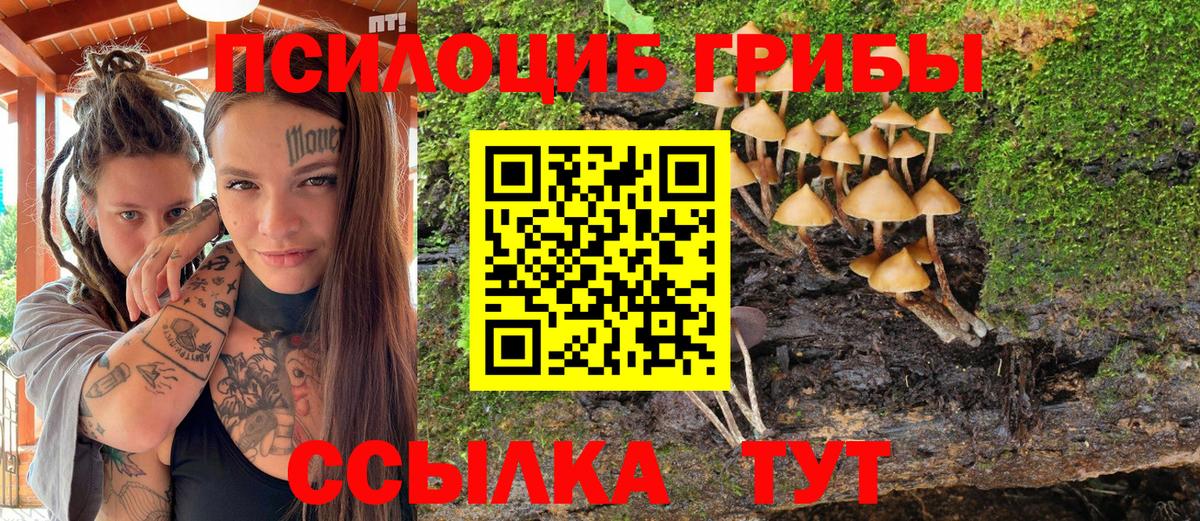 Псилоцибиновые грибы Psilocybine cubensis Звенигород